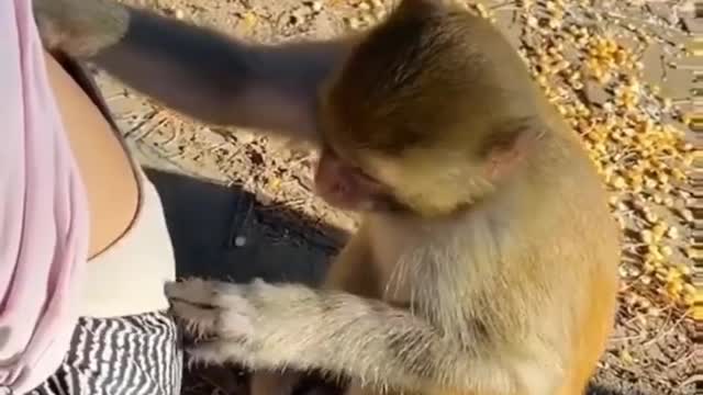 Funny monkey 😂🤣 || monkey fun with men ||