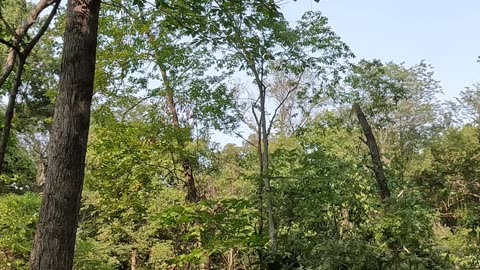 Tree cutting
