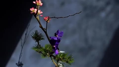 Traditional Chinese Flower Arrangement/Flower Art/relaxing/1