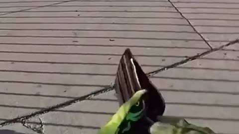 AM NOT GOING SHOOT YOU