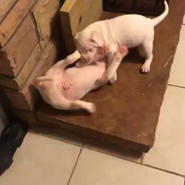 ATTACK!!!ALL WHITE PITBULL PUPPIES