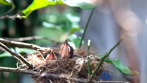 The Baby Birds Video