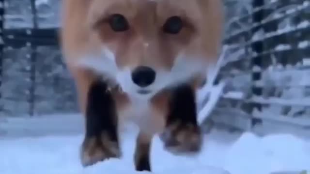 Fox suprise attack