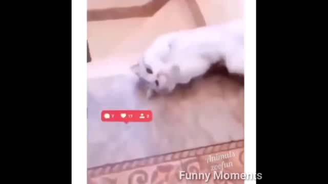 Funny animals video 😂 2022