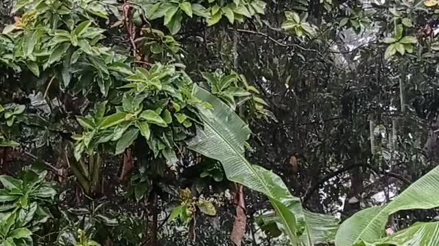 Nature, rain