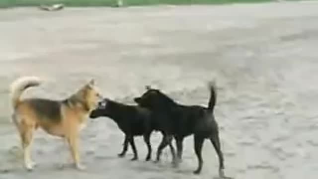Dogs funny video.
