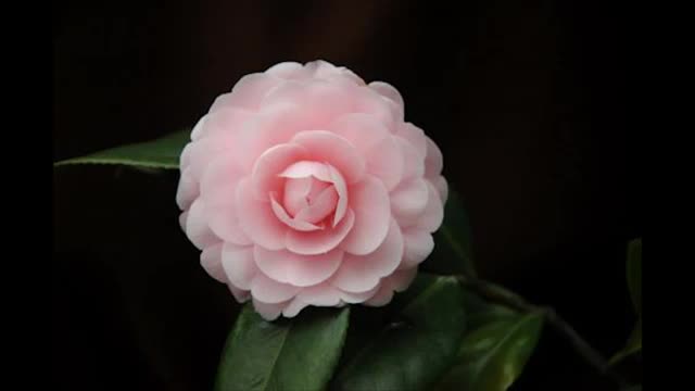 Music to meditate and relax 08