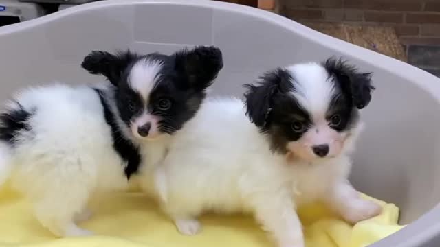 PUPPIES | CUTE OR NO?