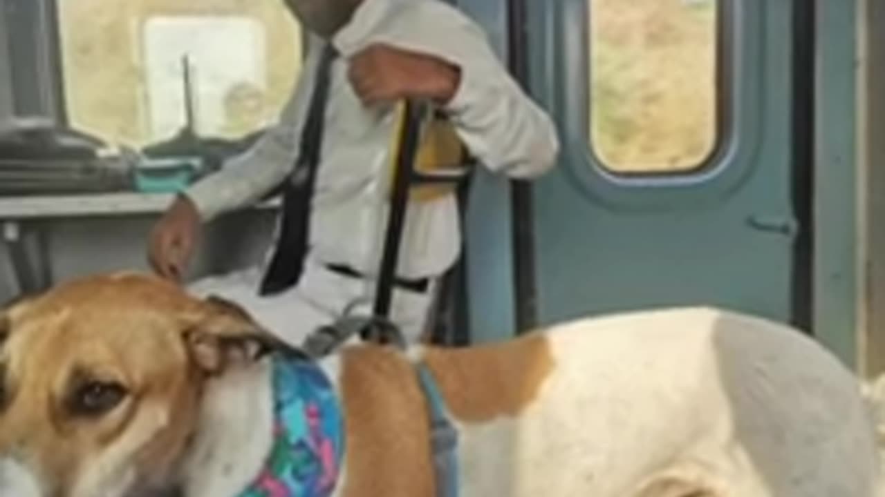 How we can carry dogs on trains | How to carry your pet in train | Can we carry dog in Railways