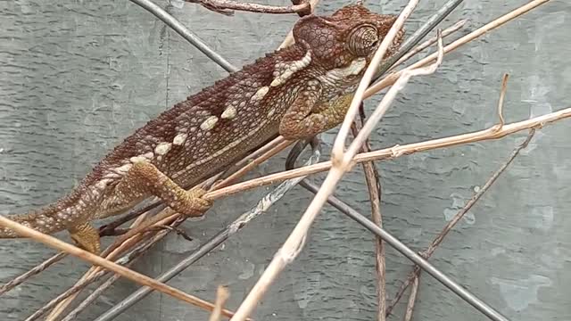 Chameleon on a Branch