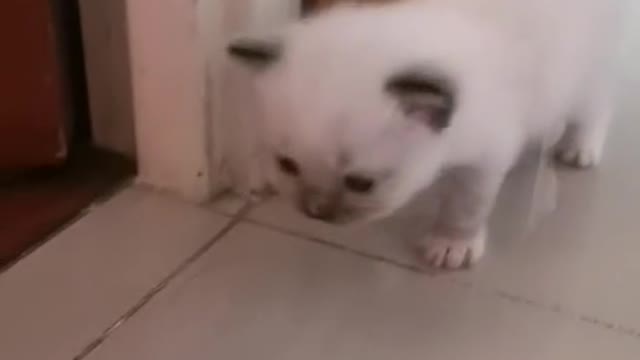 Baby Kitten wondering vol1