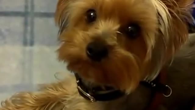 Yorkie terier Ross