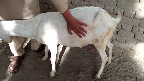 Goat and boys meeting first treatment time village in part 1