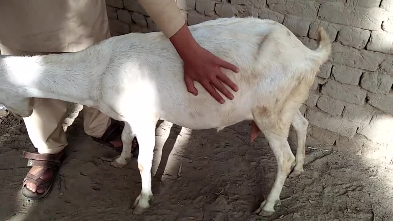 Goat and boys meeting first treatment time village in part 1