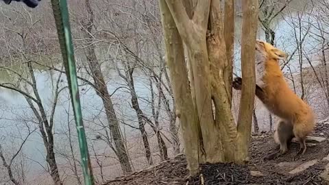Guy Helps A Fox Whose Paw Is Caught In A Tree