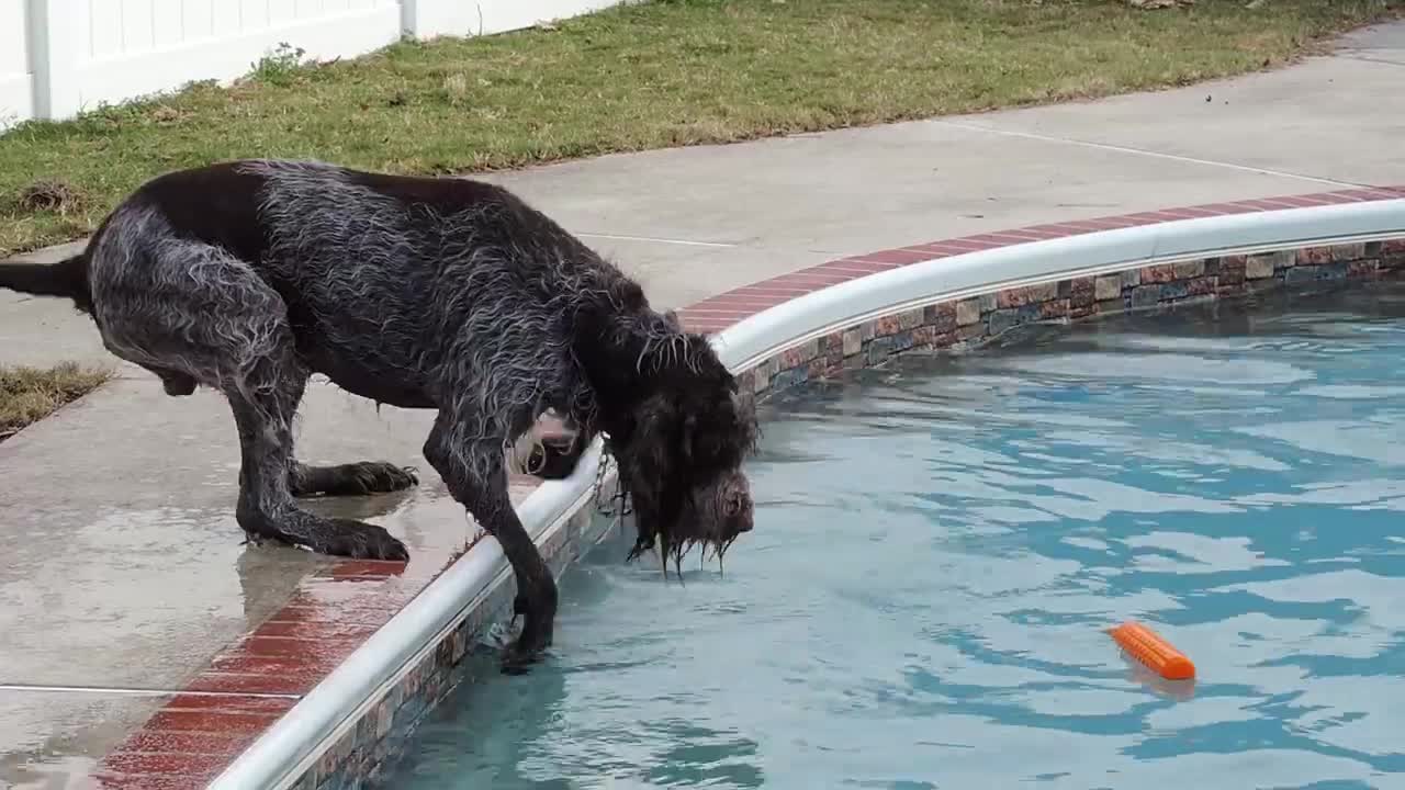 Dog Fails Fetch Training by Working Smart, Not Hard!