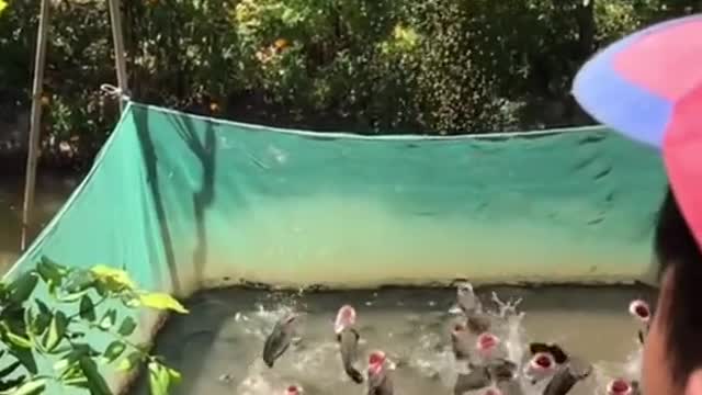 Lot of fish jumping in air for foods