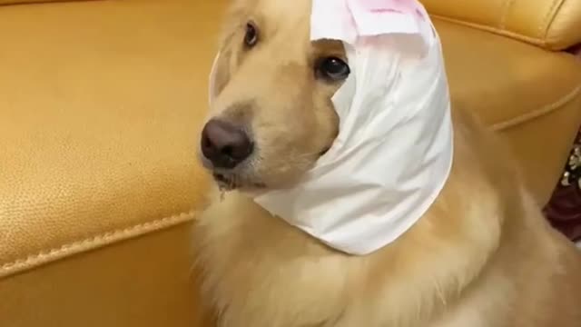 Who let the dog down 🐶 funny animals videos