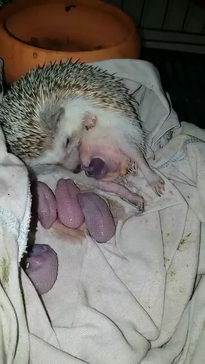 Una hermosa casualidad les permitió grabar el momento en que esta madre dio a luz a sus 5 bebés