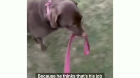 Dog walks his owner