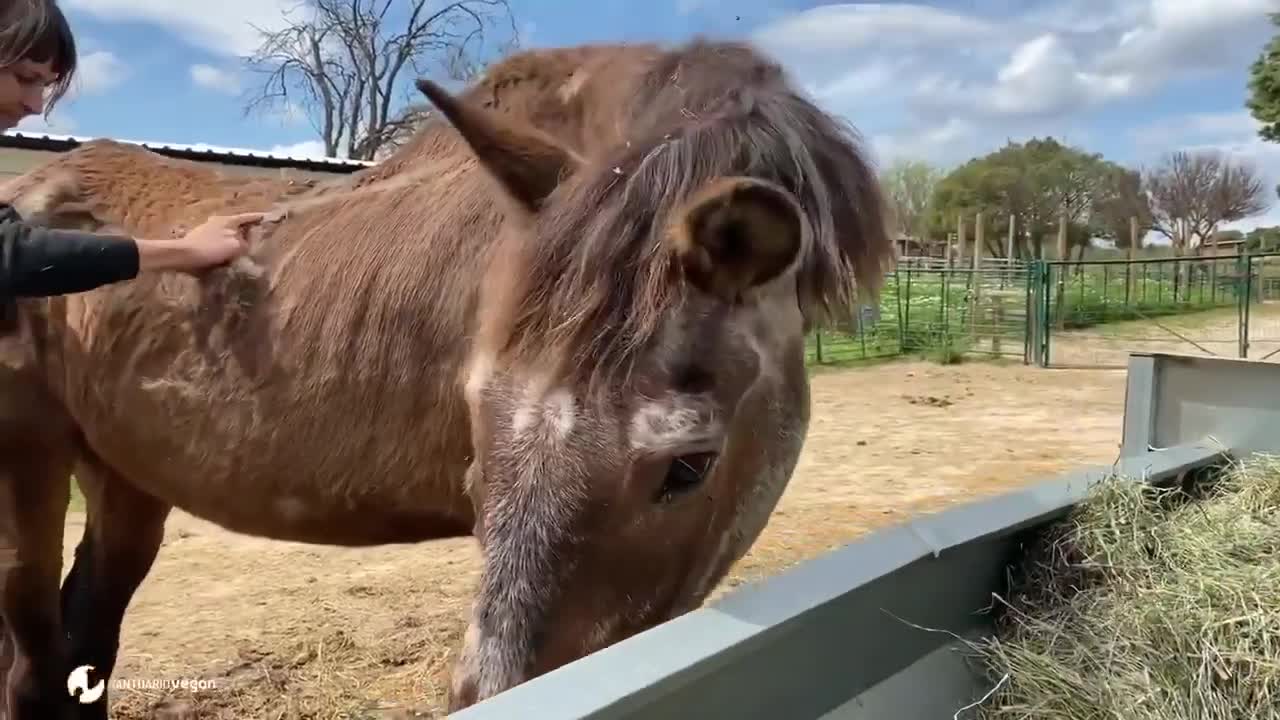 Grooming horse grandpa