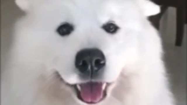 Cute and sweet dog animal short youtube