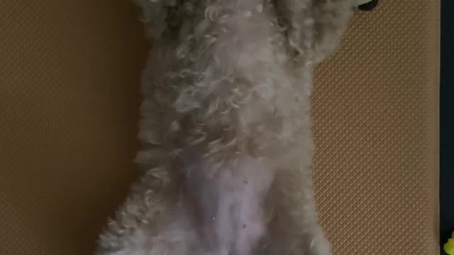 sneezing dog
