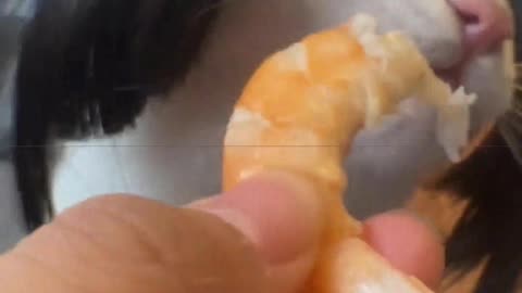 Watching the cat eat shrimp, I'm getting a bit hungry myself.