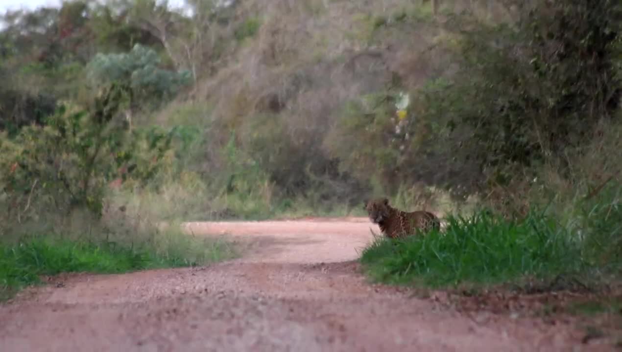 Faced with the jaguar, courage.