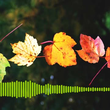 dotpaw podcast - Change - Going Live 09/07/23