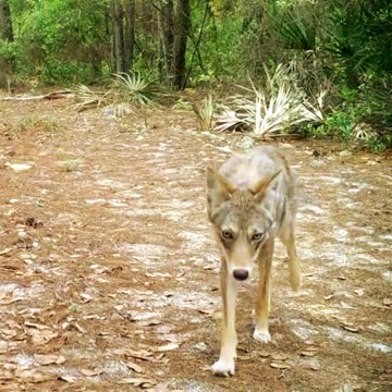 Coyotes in Florida?