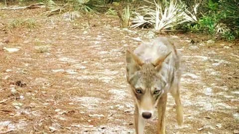 Coyotes in Florida?