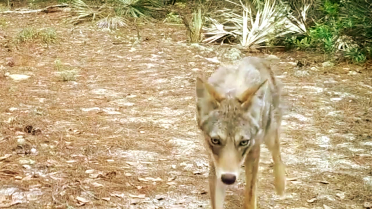 Coyotes in Florida?