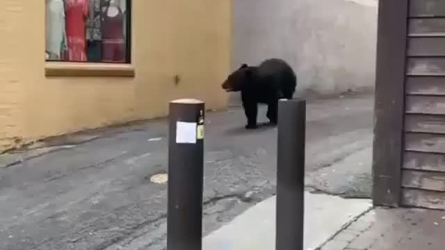 A bear walking down a busy street