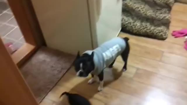 (boston terrier)붕가붕가하고 싶은아이 ㅋㅋㅋㅋㅋmounting