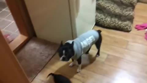 (boston terrier)붕가붕가하고 싶은아이 ㅋㅋㅋㅋㅋmounting