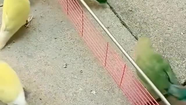 Parakeet playing volleyball 🏀