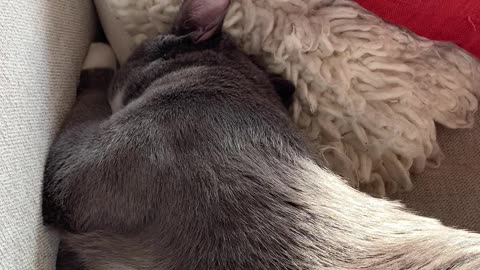 Amazing cute cat in couch playing