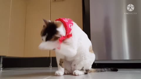 Cute cats