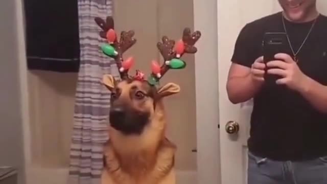 Funny REACTION #25 - Dog shocked when he saw itself on MIRROR