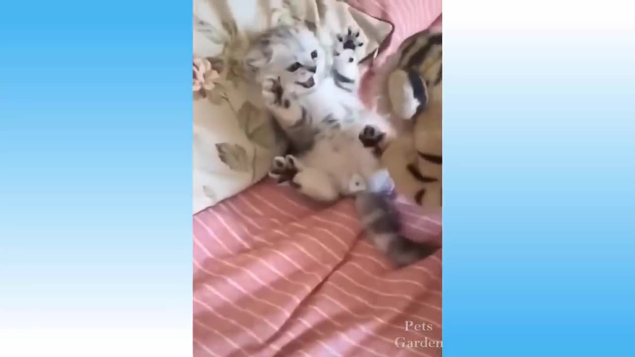 Compilação de Animais Bonitos e Animais Engraçados #109💗