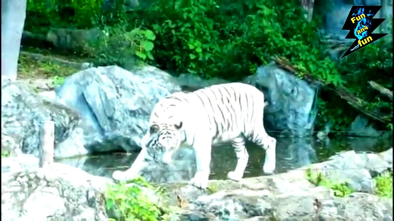 Watch the beautiful white tiger frolic in the garden