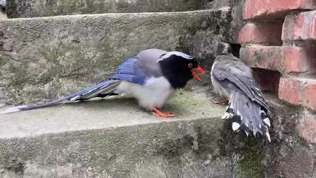 magpie bird