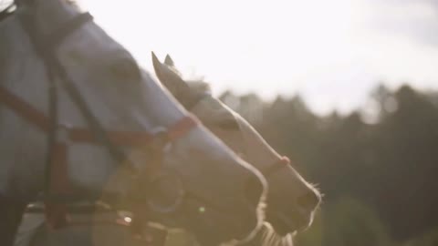 riding horses close up