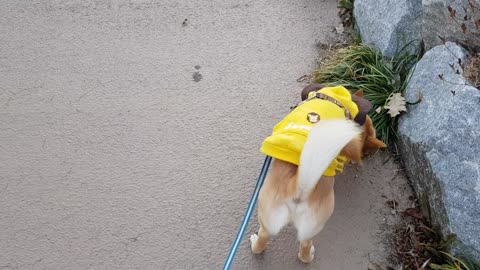 Korea's exciting dog walk first walk video