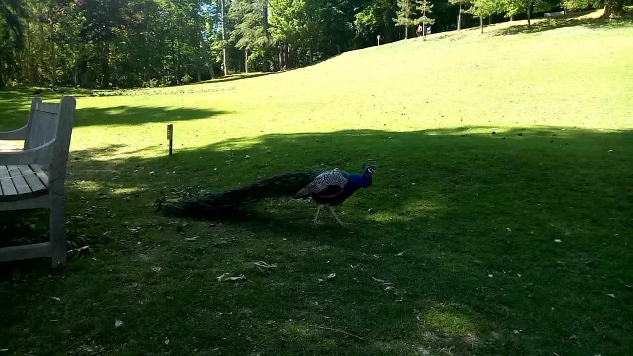 Peacocks free