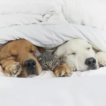 Watson, Kiko And Harry Have Their Own Instagram Account