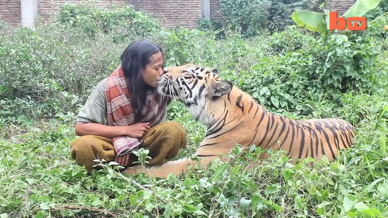 Tiger And Man Best Friends