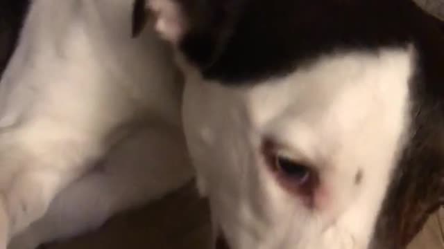 White dog bites owner's hand on grey couch