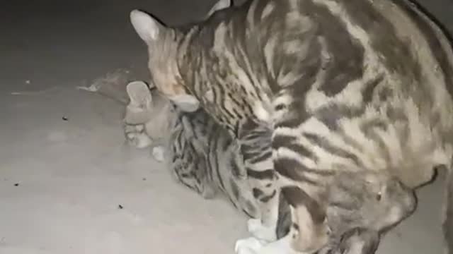 Cute Cat video